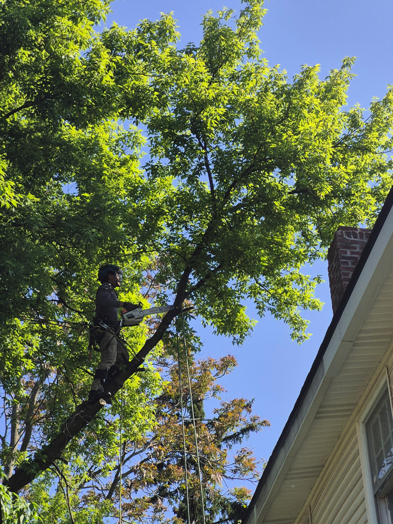 D & Y Tree Service in Pontiac