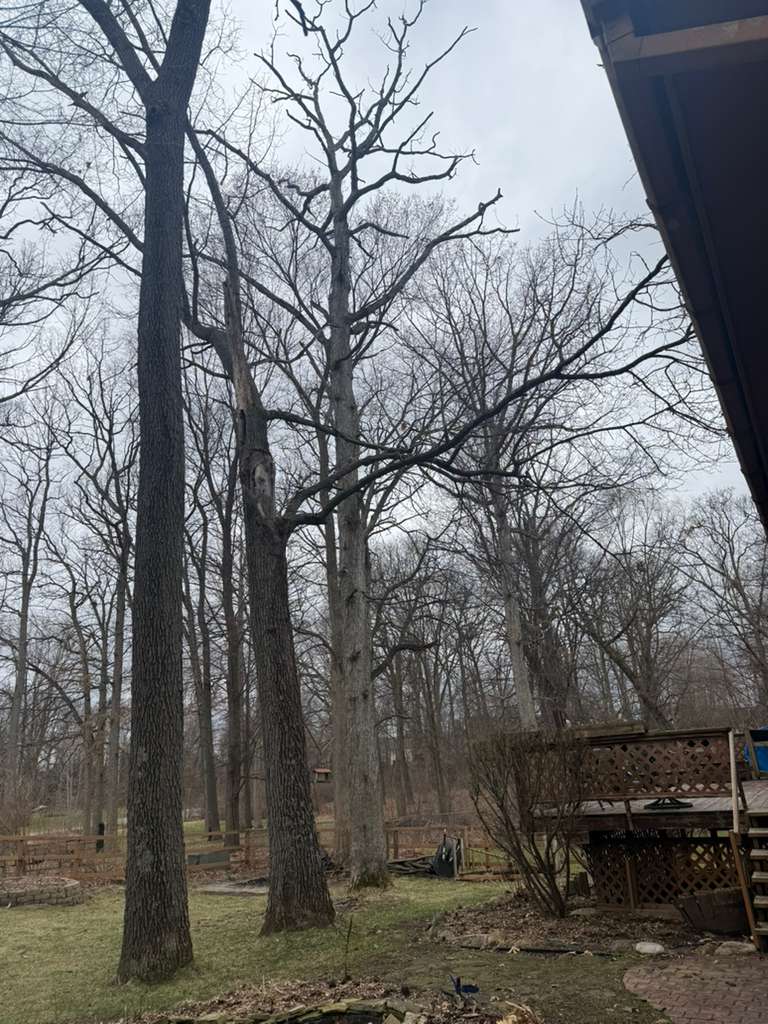 Garcia Landscape & Tree Service — photo